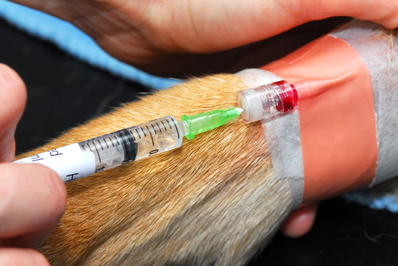 A close-up of a dog being vaccinated