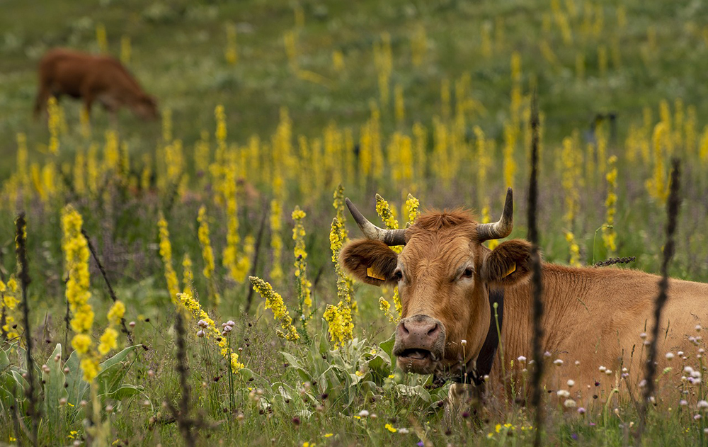 Cow in field