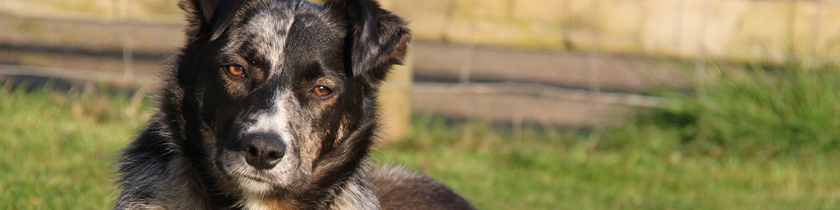 Close up photo of a dog.