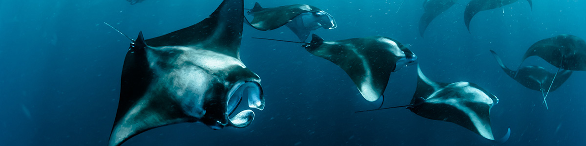 Several manta rays.