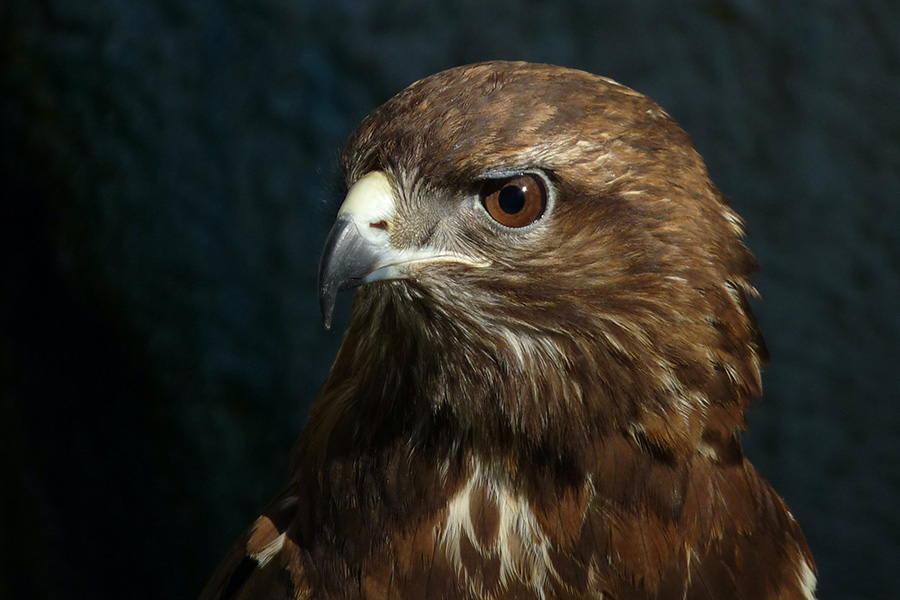 A golden eagle