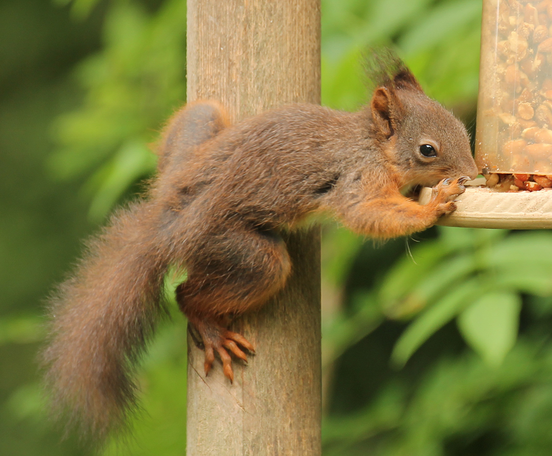 Red squirrel. Photo credit Velda McCune