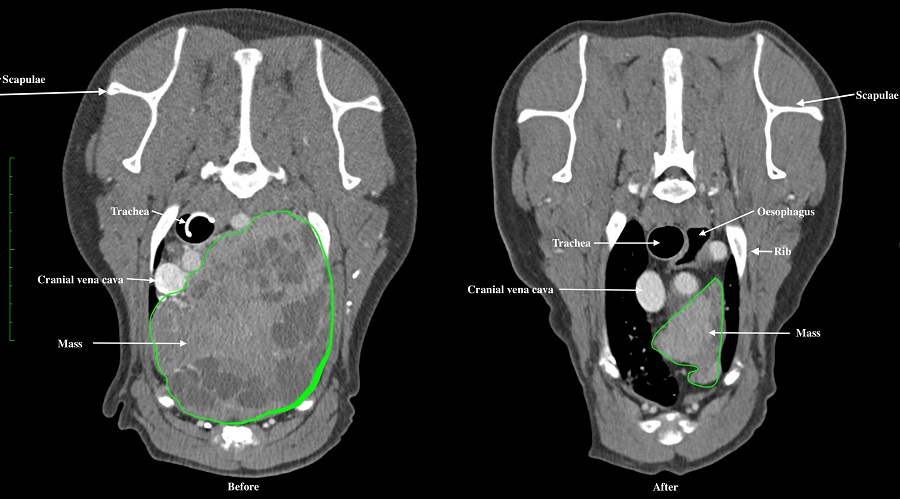 images showing abdomen of dog before and after radiotherapy 