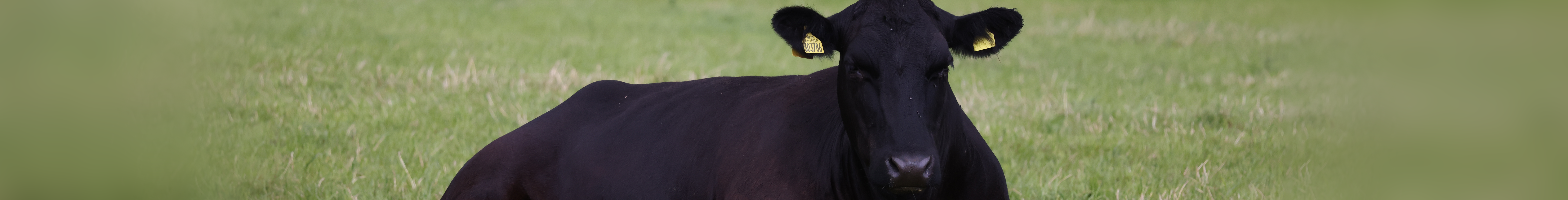 Picture of a cow in a field