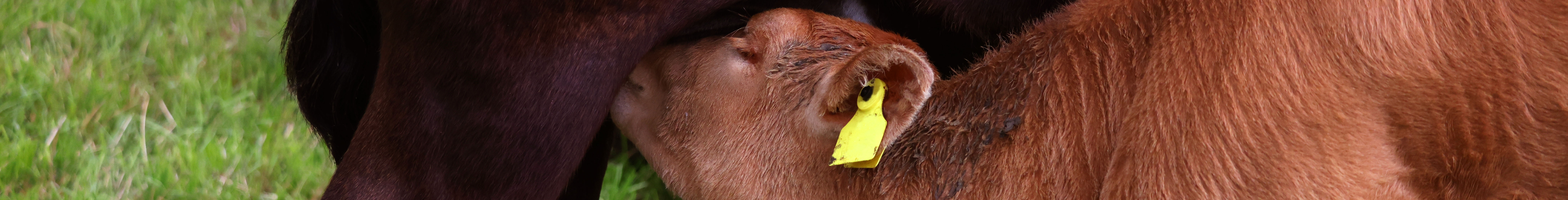 Picture of a calf and a cow