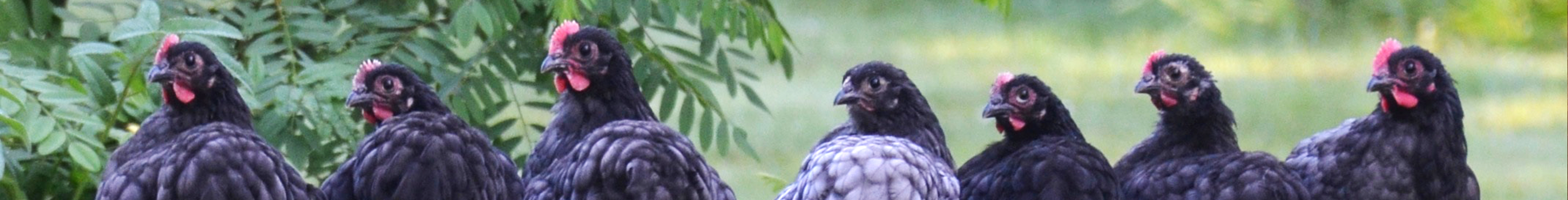 picture of chickens in a field