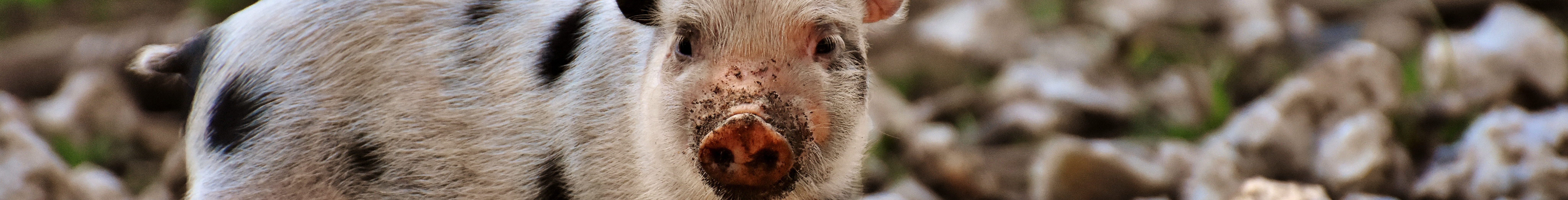 Picture of a piglet on some rocks