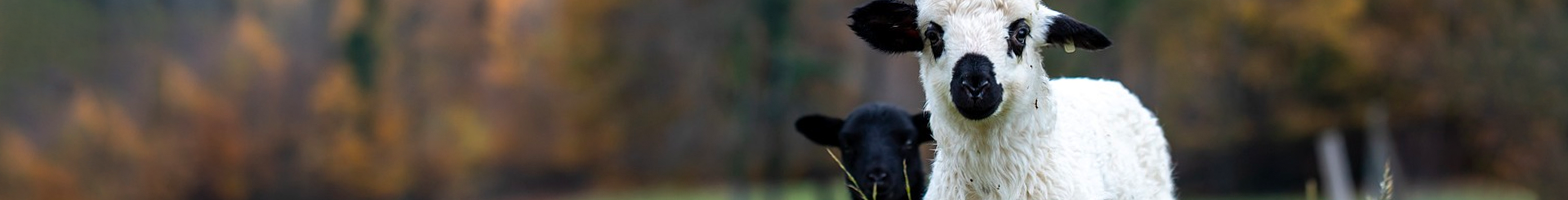 picture of lambs in field