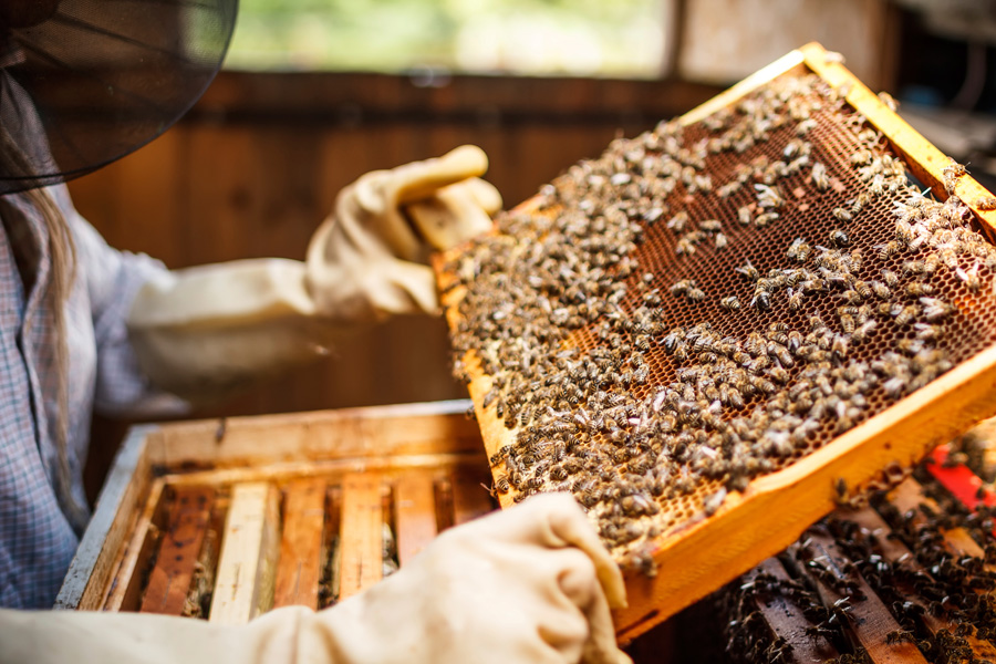 bee keeping