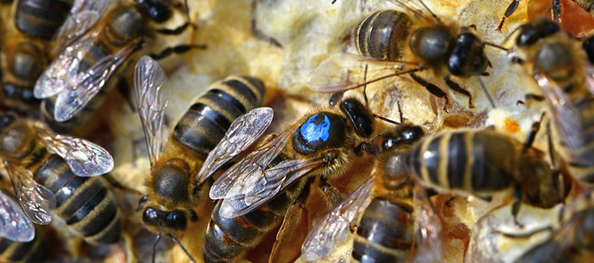 Genetic resource can support honey bee breeding | The Roslin Institute ...