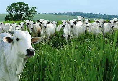 Livestock grazing is often associated with deforestation.