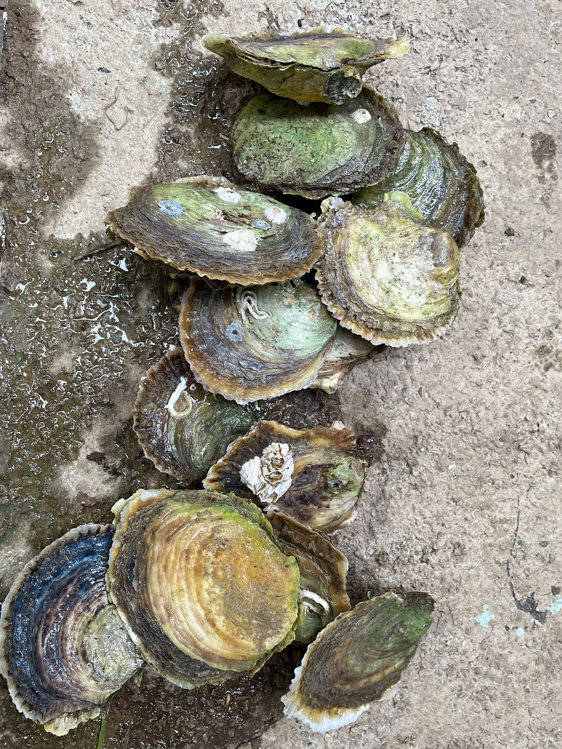 Bivalves Portrait