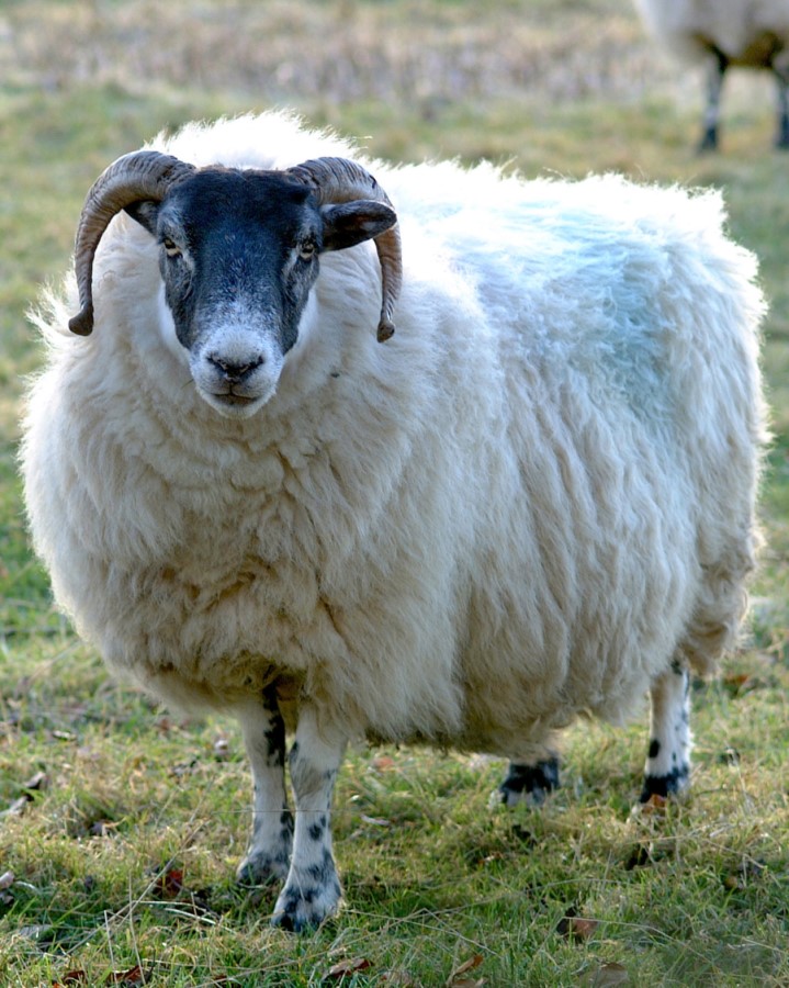 Blackface sheep