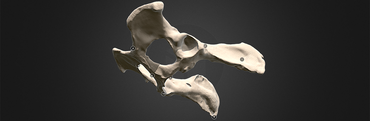 Electric Sheep: the future of VR in veterinary education | The Royal ...