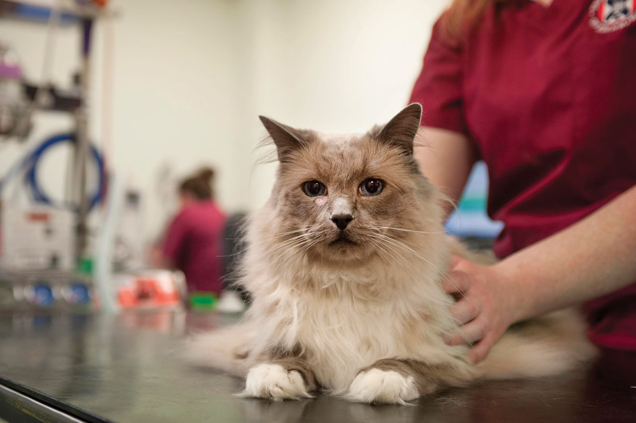 A cat being examined by a student vet