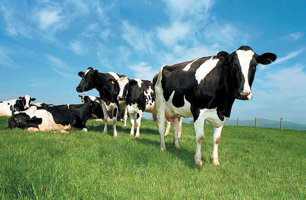 Cows in a field