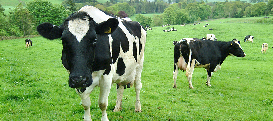 Cows in a field