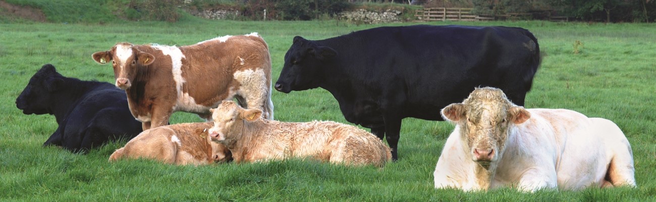 Group of cows of different colours