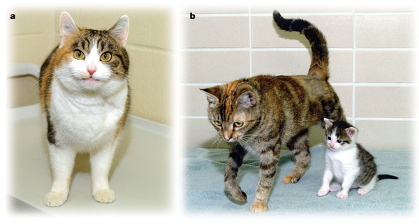 Rainbow (left) and CC with her surrogate mother (right). Although CC is Rainbow’s clone and they share the same nuclear DNA, their coat markings are noticeably different.