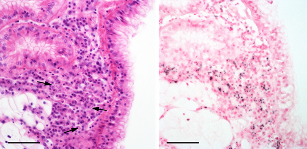 By blue-staining an infected oyster's histology tissue, researchers can determine where Bonamia is present. 