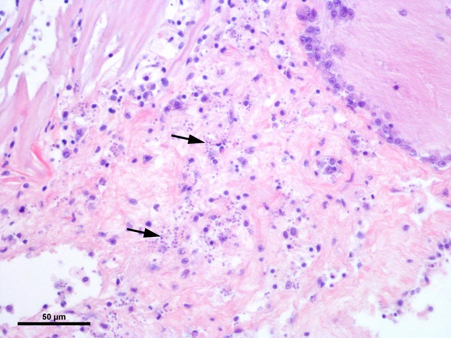 AquaLeap researchers have pinpointed Bonamia microcells in a challenged oyster.