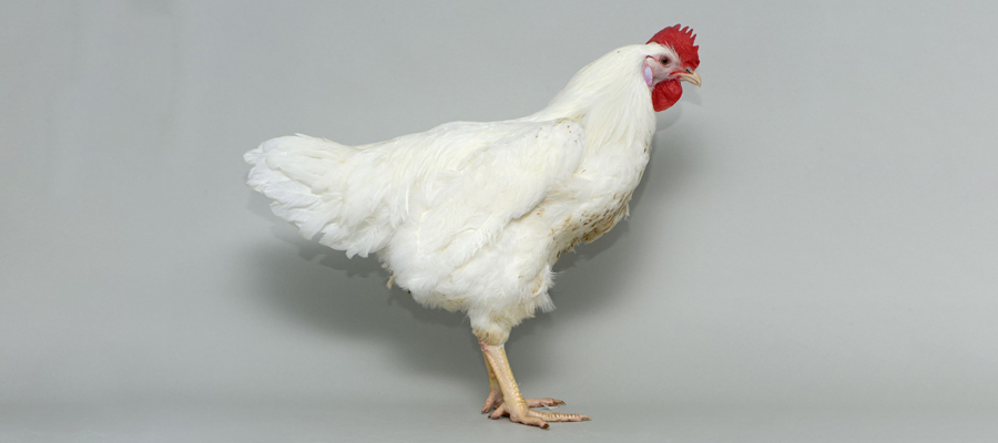 Gene linked to bone strength in egg-laying hens | The Roslin Institute ...