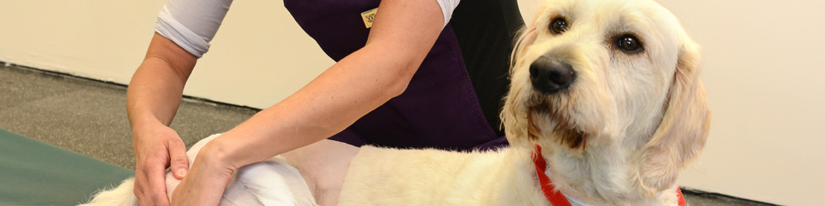 A dog being treated by a vet.