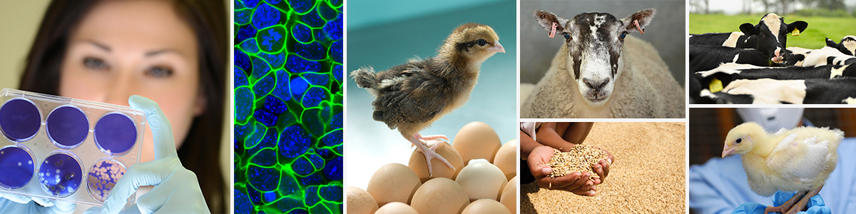 Collage off images including: A person studying some scientific samples in petri dishes, image of ESC transfected with membrane target GFP, a chick on top of some eggs, a close up image of a sheep's face, hands holding seeds, close up of a person holding a chick, and a cow in a group of cows looking at the camera