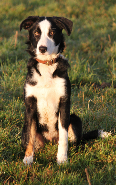 Border Collie