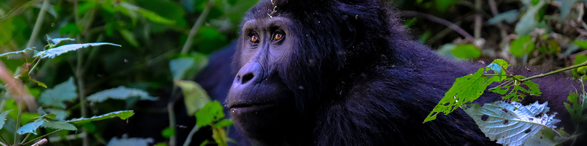 Close up of an ape in a jungle.