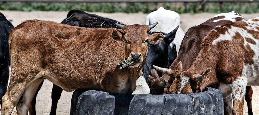 Cows eating food out of a rubber tire. 