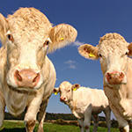 Three cows in a field.