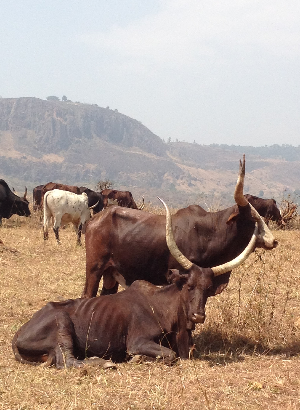 Cows in Cameroon