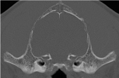 CT image dog unhealthy skull