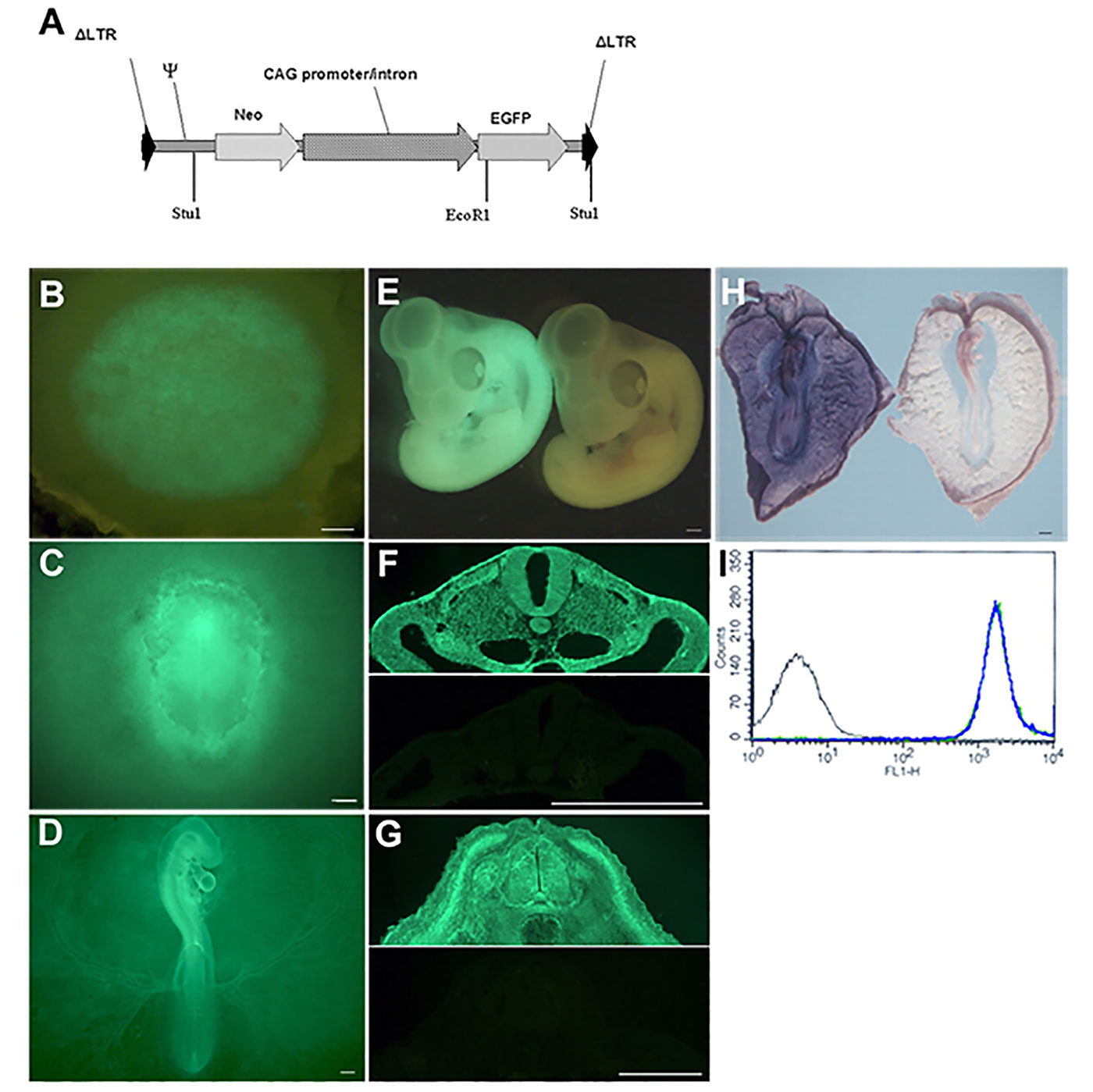 Cytoplasmic - GFP