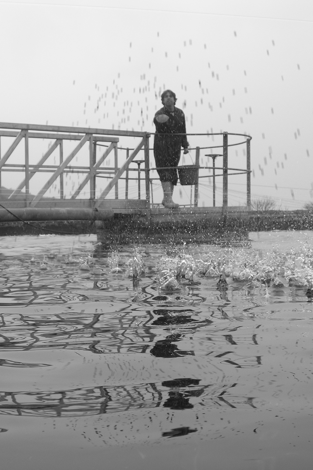 Man on pier throwing fish food into water