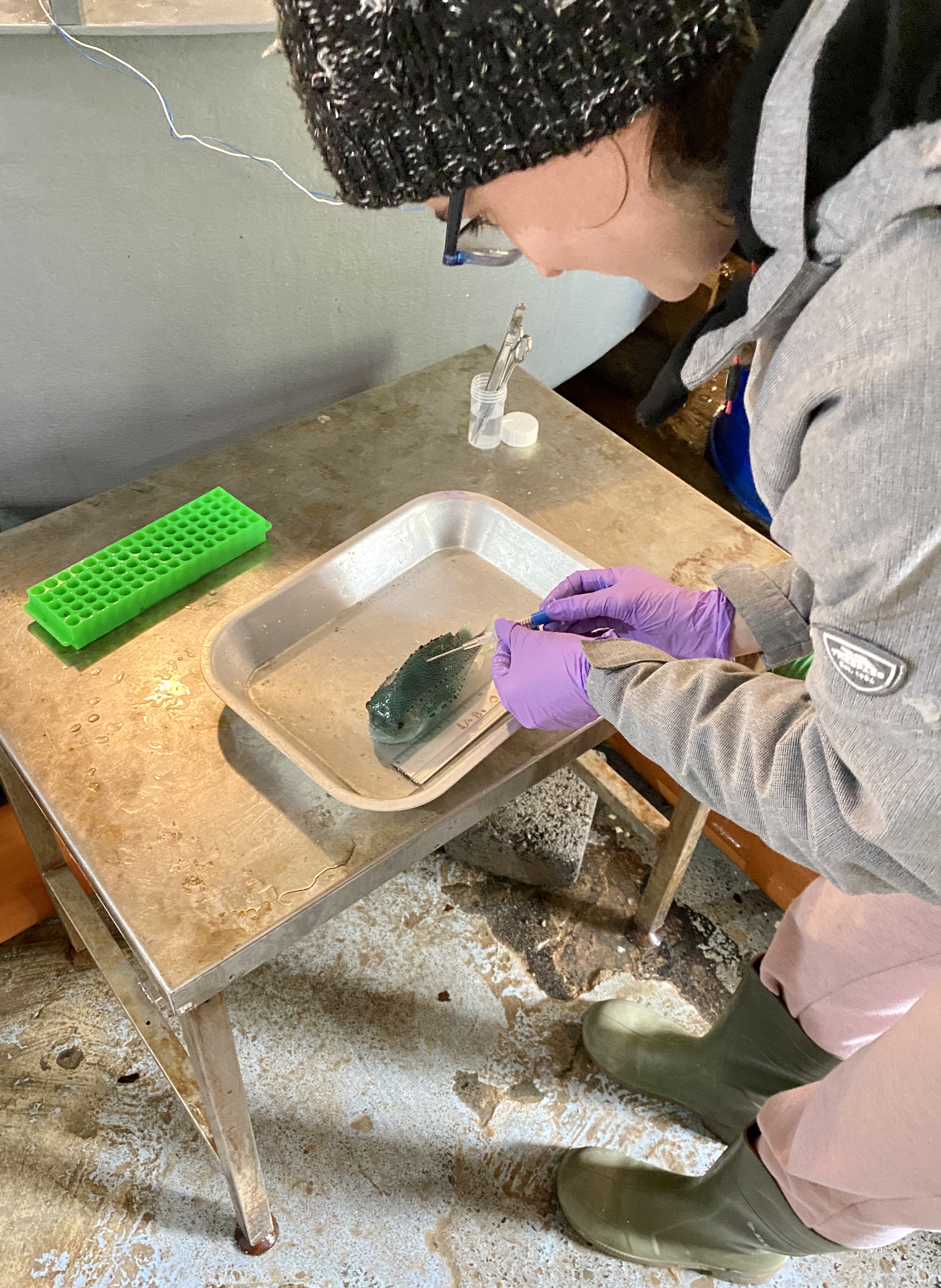 Site staff at Otter Ferry microchip lumpfish broodstock for genetic analysis.