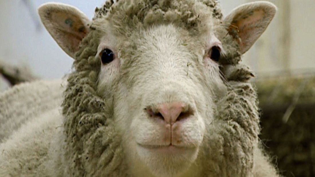 Dolly the sheep