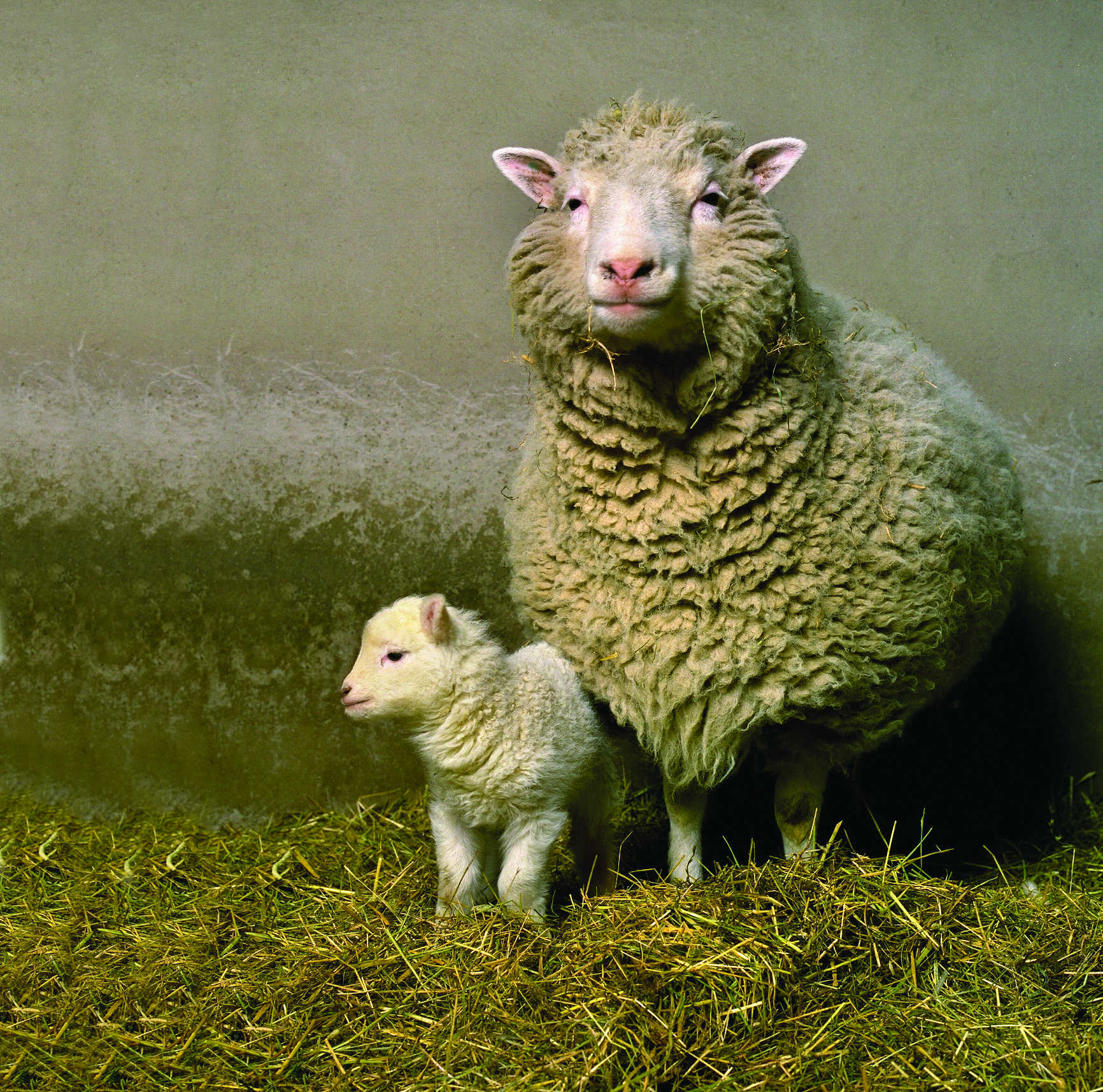 Dolly the Sheep with her first born lamb, called Bonnie.