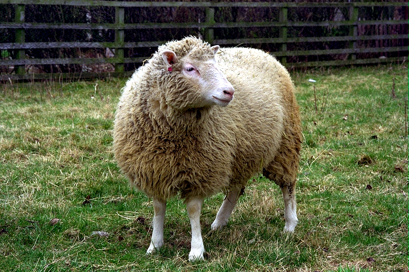 Dolly the Sheep in a field at The Roslin Institute.