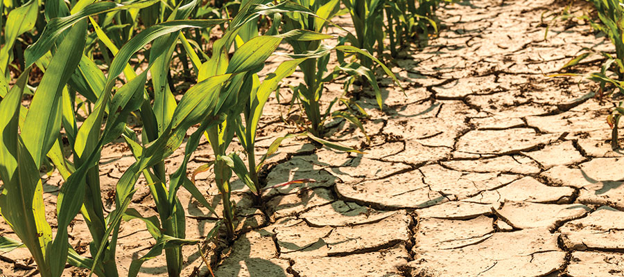 Dry corn field