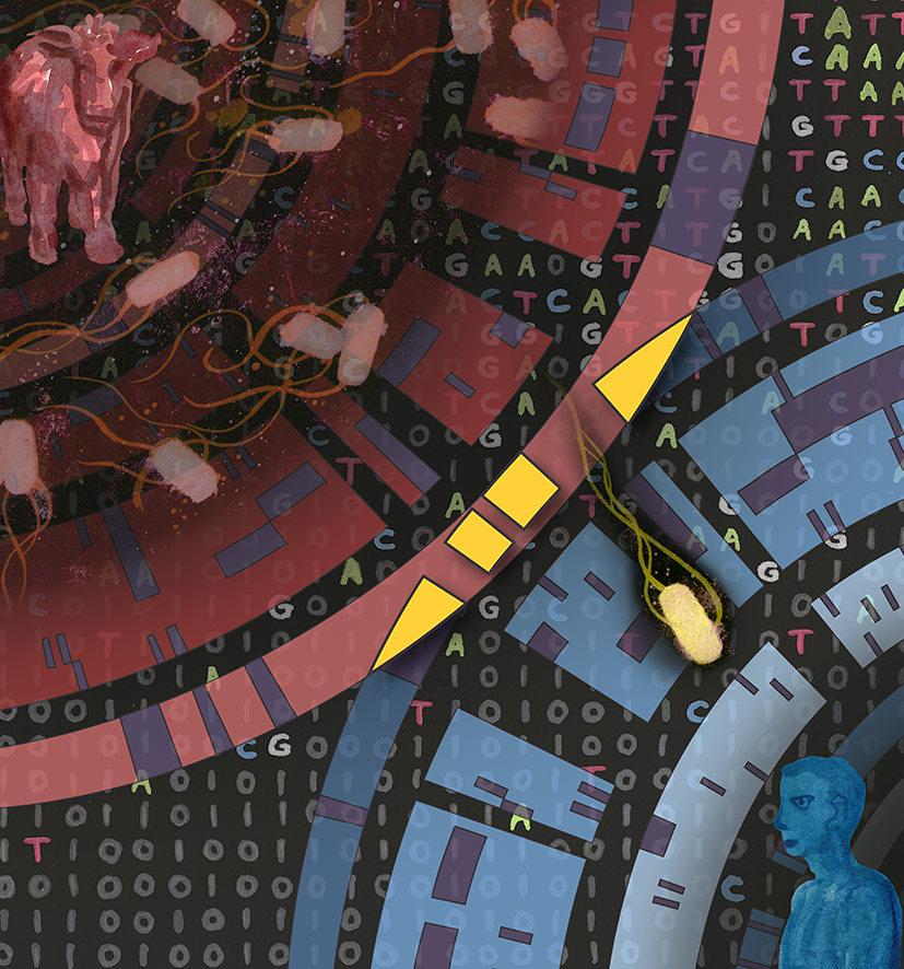 The genetic code of E. coli is converted to machine code