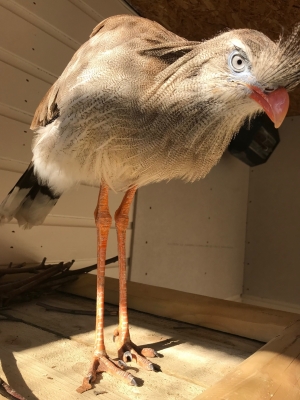 Elvis – a red-legged seriema