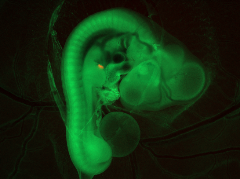 Chicken embryo seen in green under UV light