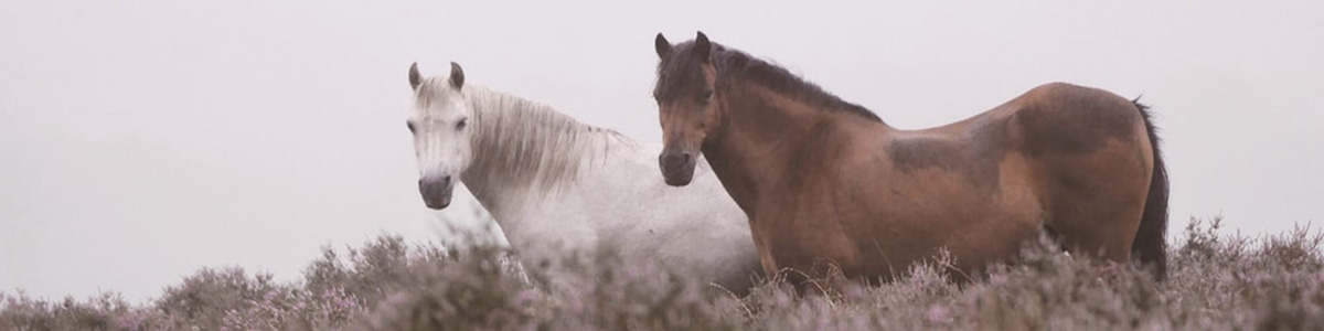 A horse receiving a dental inspection.