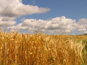 Wheat crops