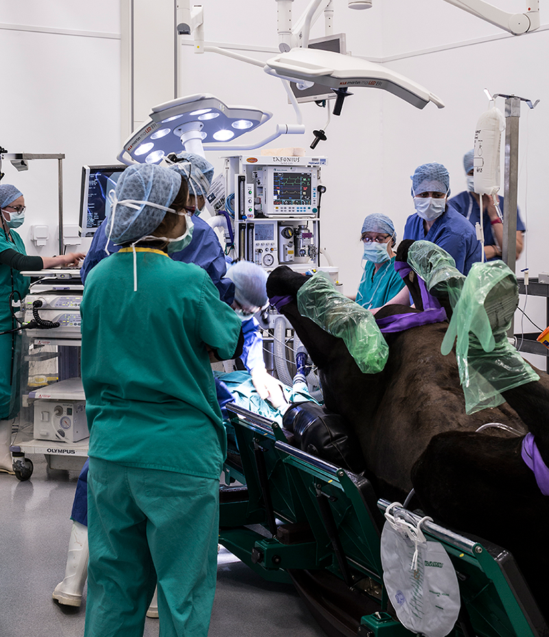 Students and staff in the Equine Surgical Unit