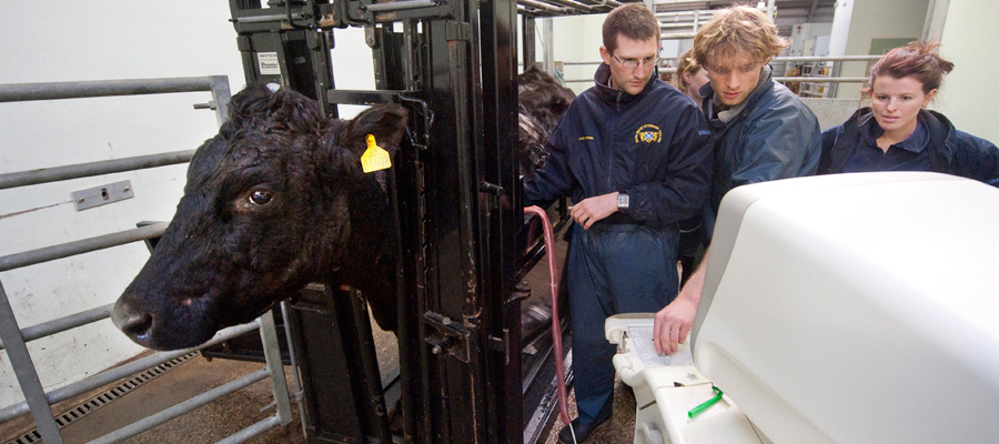 Students and Vet teacher with a cow