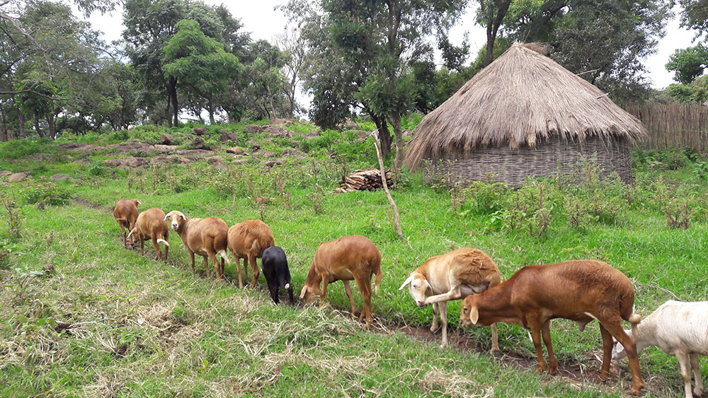 Fat-tailed sheep