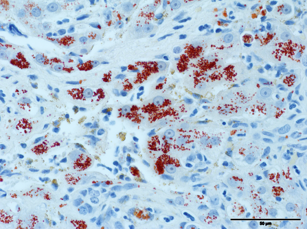 Presence of Systemic Inflammatory Response Syndrome Predicts a Poor Clinical Outcome in Dogs with a Primary Hepatitis